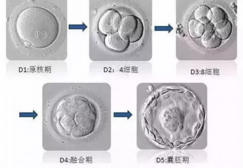 台州借卵试管多钱 台州哪些医院可以做试管婴儿? ‘已生孕妇验证nt男女’