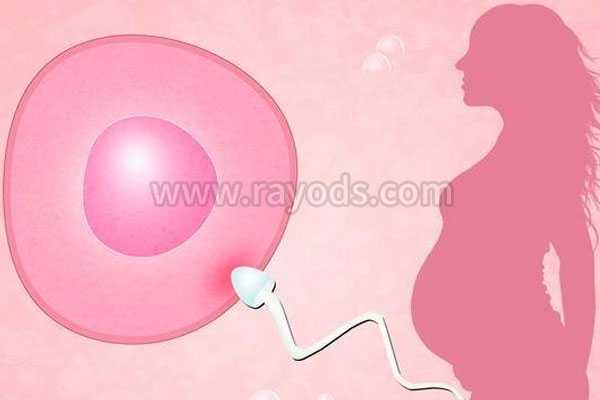 为了孩子子宫切除_纵膈子宫怀孕后_试管婴儿有哪几种移植的胚胎？哪种成功率