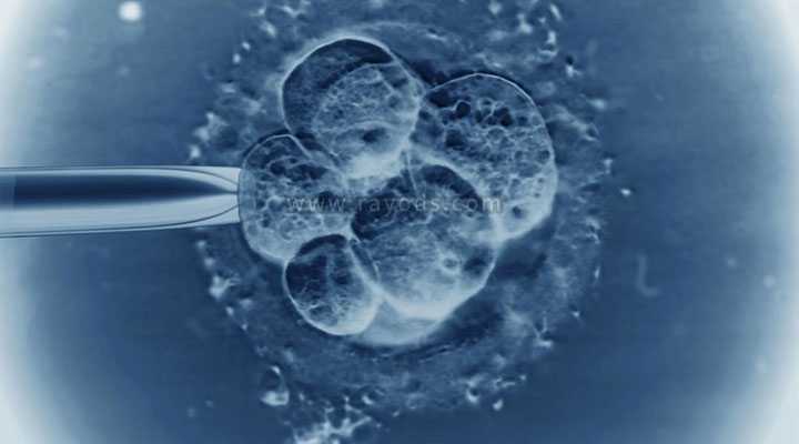 胚胎发育不全_卵巢早衰闭经怀孕_试管婴儿第五天的4bb囊胚质量到底怎么样？